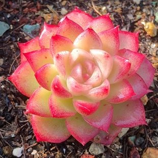 「茶花女多肉叶片」女王边线贵货叶插稀有韩货新品进口基因控养正