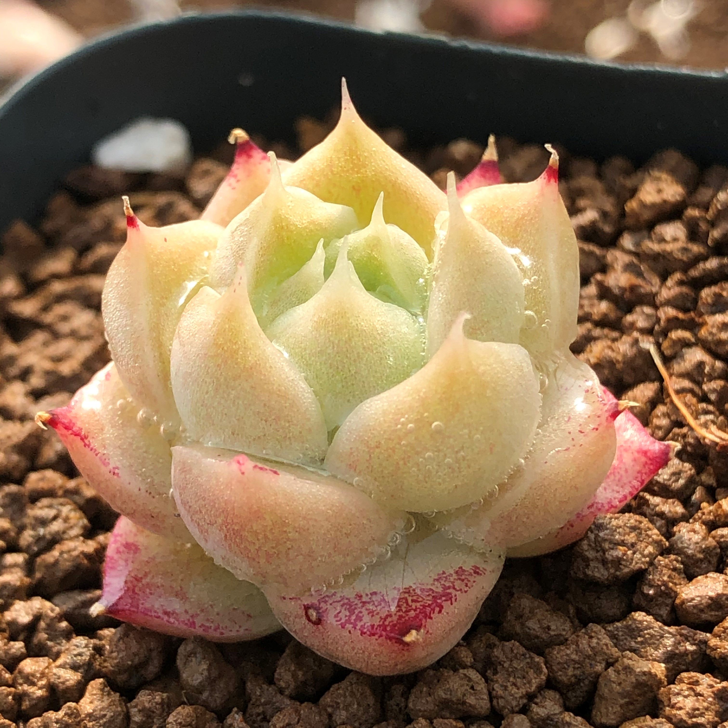 「玉底边线麦秆」长睫毛多肉叶片叶插贵货稀有韩国进口基因正版