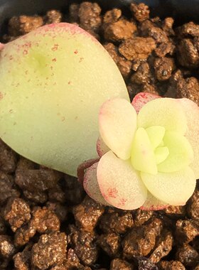 多肉小苗叶片盲盒稀有韩国新品