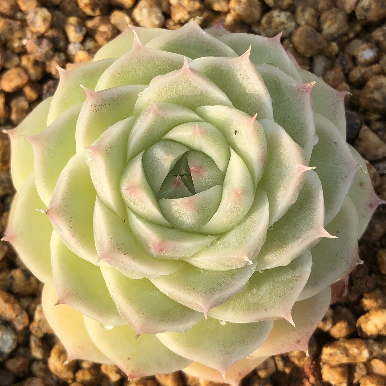 「漫雪麦秆」多肉贵货叶片叶插稀有韩国新品进口基因控养正版孤品