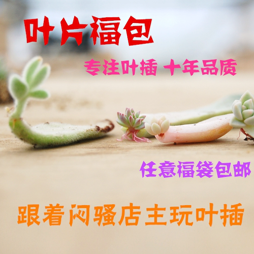 水泡多肉叶素材模板 水泡多肉叶图片下载 小麦优选