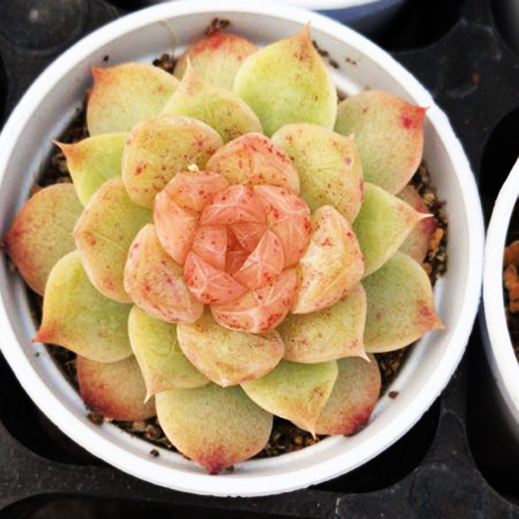 多肉植物欧美韩国进口多肉叶片「雪媚娘」贵货正版叶插苗包邮