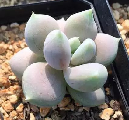 多肉植物 韩国进口多肉叶片「白雪女王」贵货正版叶片 叶插