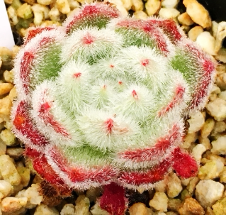 多肉植物韩国进口多肉叶片「锦司晃」贵货正版叶插苗