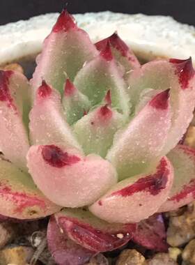 欧美进口多肉植物叶片