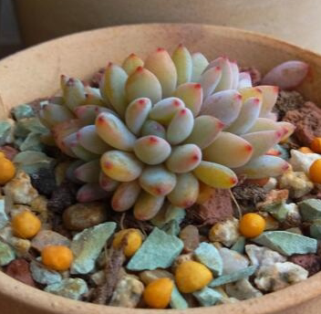 多肉植物 韩国进口多肉叶片「奥古斯都」贵货正版叶片 叶插