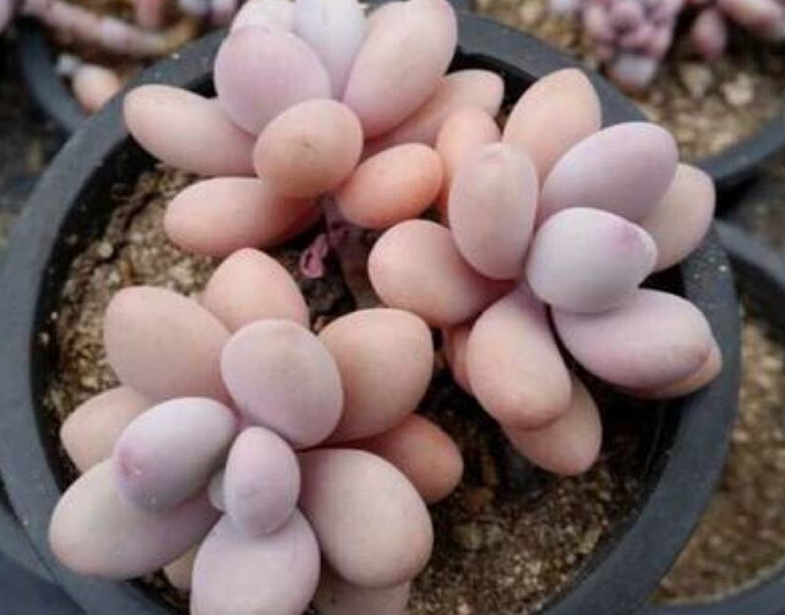 多肉植物 韩国进口多肉叶片「桃梦」杂交品种贵货正版叶片 叶插