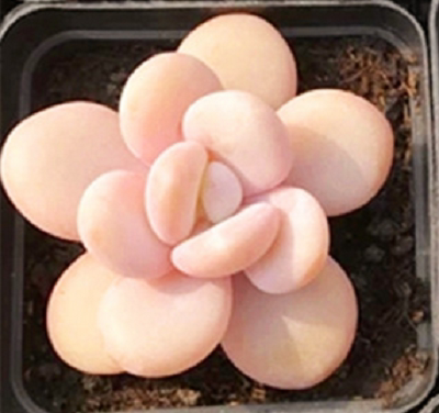 多肉植物 韩国进口多肉叶片「雪桃/粉兔」贵货正版叶片 叶插