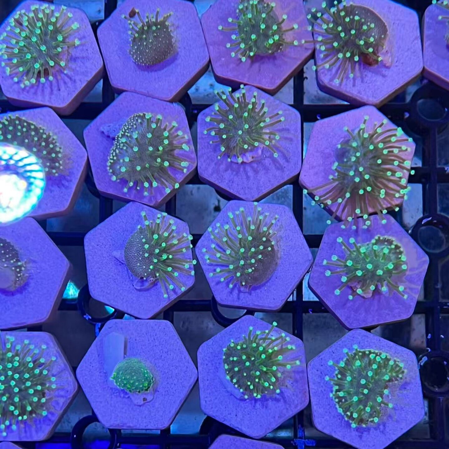 密须绿花皮革珊瑚海水海葵荧光海缸lps软体水族新手闯缸造景提色
