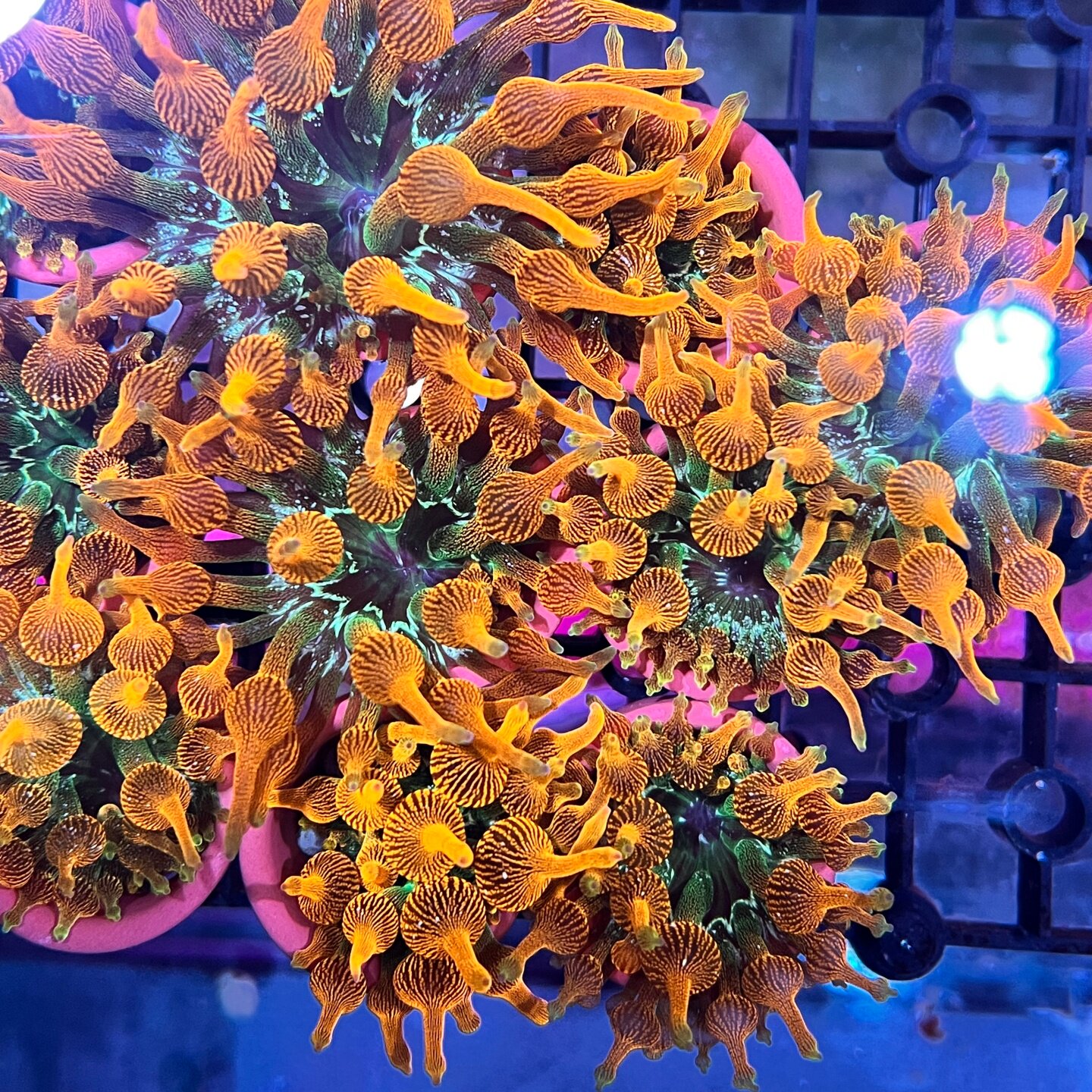 雪花红奶嘴海葵海缸海水软体珊瑚小丑鱼共生海葵荧光海洋活体生物