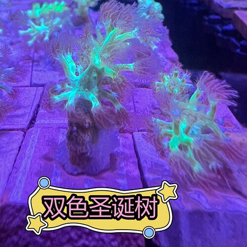 人工繁殖，饲养简单，包邮