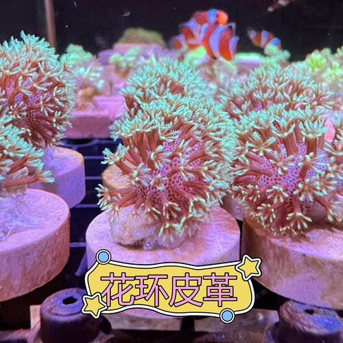 软体珊瑚人工繁殖特价包邮