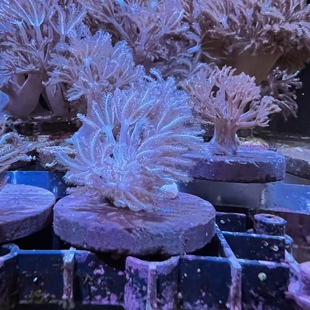 人工闪千手海葵 lps珊瑚海水鱼公子小丑鱼新手闯海缸观赏蓝吊包邮