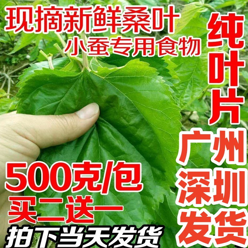 桑叶新鲜蚕宝宝食物买二送一