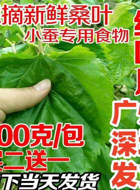 桑叶新鲜喂蚕嫩桑叶蚕宝宝饲料桑叶新鲜树苗桑叶叶大农家自种蚕桑