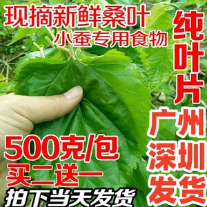 桑叶新鲜喂蚕嫩桑叶蚕宝宝饲料桑叶新鲜树苗桑叶叶大农家自种蚕桑