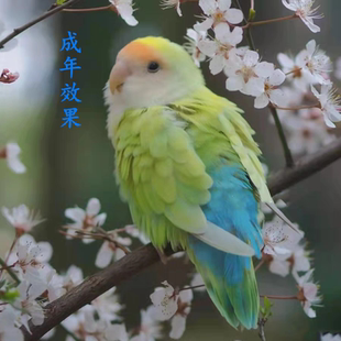 纯手养牡丹鹦鹉断奶直播头类活体紫罗兰适合小女孩子养的宠物认主