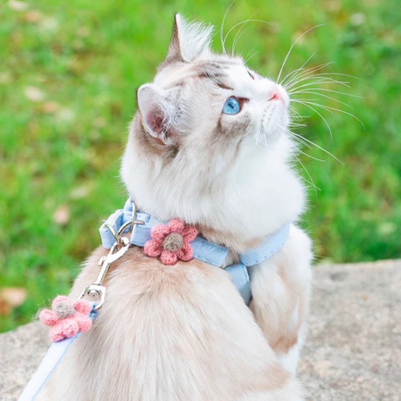 小猫咪牵引绳防挣脱外出专用宠物可调节溜猫狗狗背带遛猫遛狗绳子 宠物/宠物食品及用品 狗牵引绳 原图主图