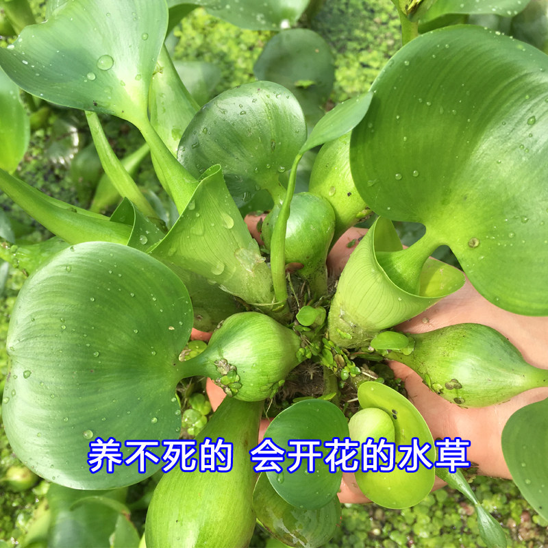 科教课水葫芦金鱼藻淡水活体前景真水草鱼龟缸造景后景草水芙蓉