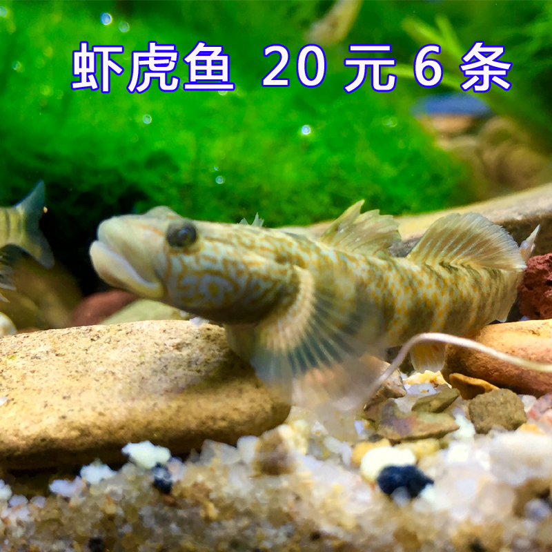 神农戴氏虾虎鱼观赏鱼活体水族宠物中国原生鱼小型淡水冷水凶猛鱼