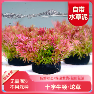 鱼缸水草淡水植物新手中后景红色懒人造景阴性套餐活体有茎类高草