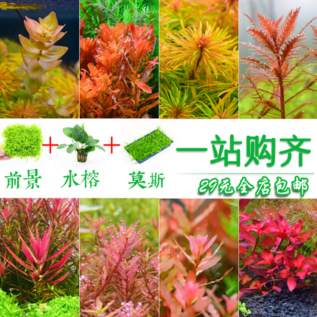 Nhà dodge gốm bể cá trang trí đồ trang trí gốm jar tôm hồ cá cảnh quan nuôi tôm nuôi cá hình tổ - Trang trí nội thất trang trí nhà ngày tết