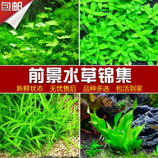 前景水草鱼缸造景活体懒人淡水植物阴性天胡荽爬地矮珍珠迷你牛毛