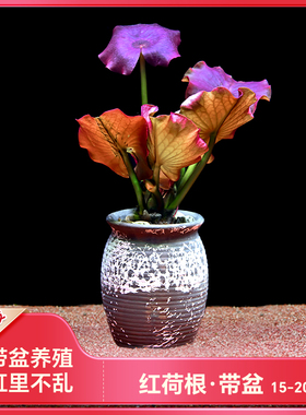 红荷根水草造景水族箱中后景易养睡莲阴性植物懒人淡水真活体碗莲