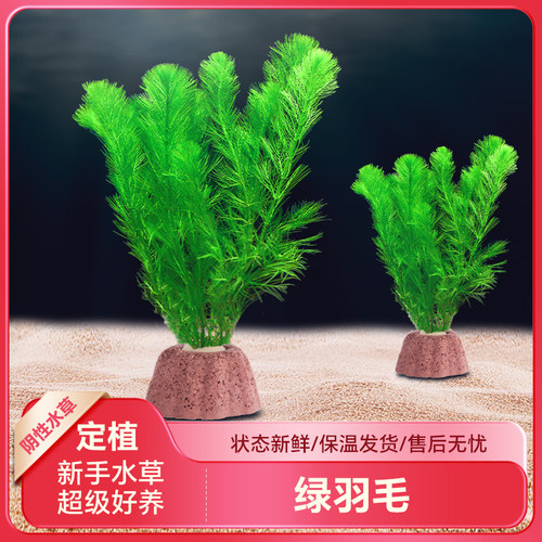 鱼缸造景阴性阴性水草植物羽毛草