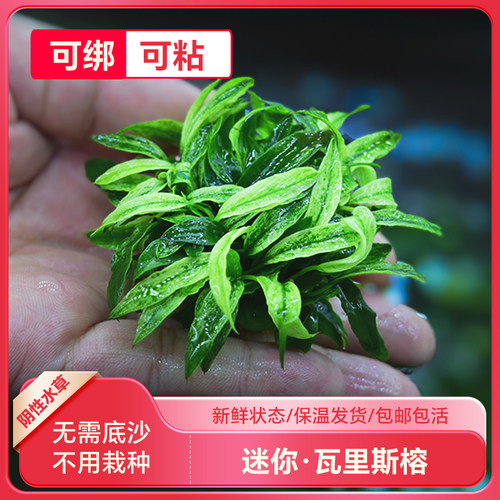 水族箱小鱼缸造景装饰阴性懒人