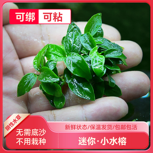 鱼缸造景丹麦迷你小水榕水草定植懒人活体真水族箱小淡水装 饰植物