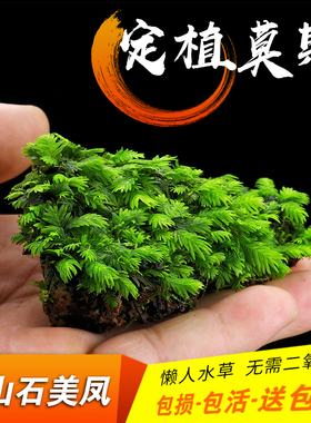 鱼缸水族箱虾缸草缸定植火山石大美凤莫斯造景凤尾苔垂泪三角莫斯