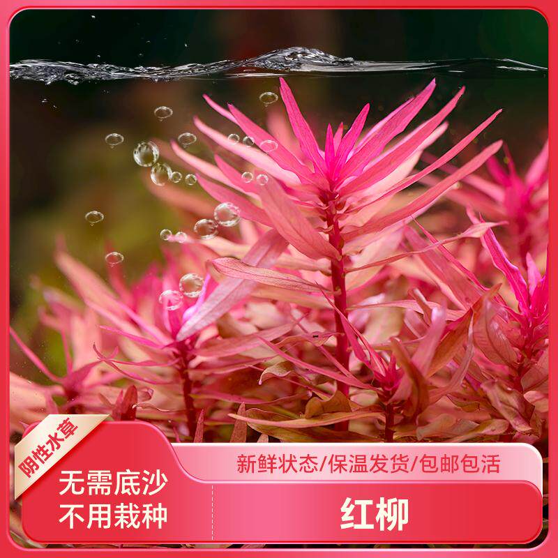 【红柳坨草】鱼缸中后景水草鱼缸造景阴性后景淡水植物新手净水