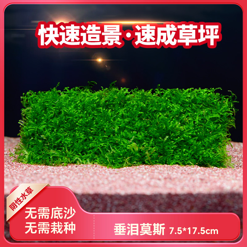垂泪莫斯水草植物大三角垂泪慕斯树定植网片绑沉木杜鹃根鱼缸造景,宠物/宠物食品及用品,水草,淘宝优惠券,粉丝福利购,淘宝优惠卷