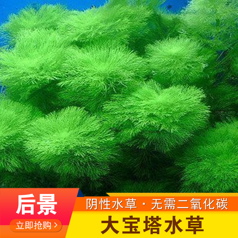 水族箱真水草造景阴性新手水草大宝塔中后景金鱼草易养殖 无需CO2