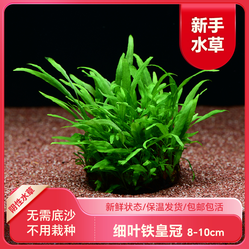 鱼缸懒人新手造景无土陀勉栽种