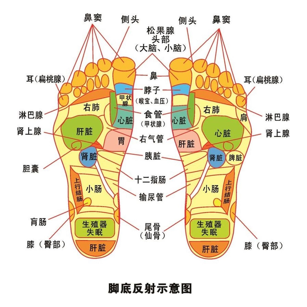 足底反射区穴位图足疗按摩挂图