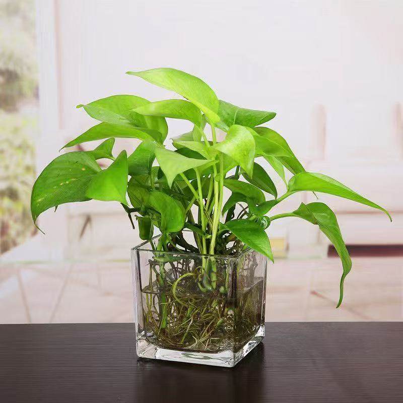 鱼缸水族箱斗鱼缸小型养虾正方形办公桌面创意超白玻璃造景方形缸