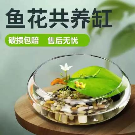 透明玻璃器皿水仙水培喷铜钱草碗莲水培花盆水培植物造景生态鱼缸
