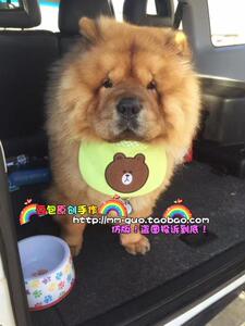 宠物大型狗松狮口水巾围兜口水巾围嘴大狗口水巾金毛萨摩阿拉斯加