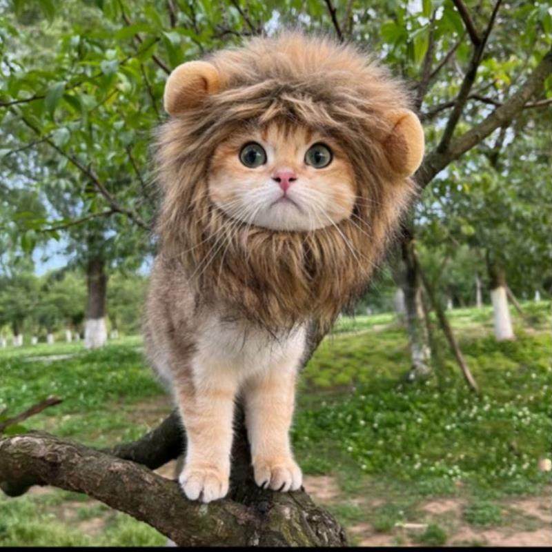 猫咪变装帽狮子头套兔子耳朵狗狗帽子宠物猪猪小鸡搞怪配饰头饰,宠物/宠物食品及用品,帽子,淘宝优惠券,粉丝福利购,淘宝优惠卷