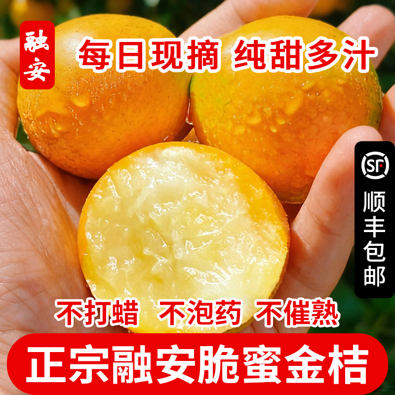 正宗广西融安脆蜜金桔第三代金桔纯甜多汁新鲜金桔大果直发顺丰