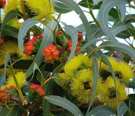 柠檬桉尤加利精油 驱蚊虫净化空气舒缓精神 柠檬桉叶油 DIY资本家