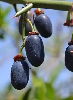 青刺果油 低温物理压榨 扁核木油  Anas Oil diy资本家