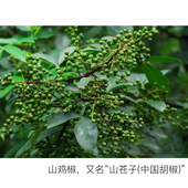 diy资本家 味道近似马鞭草精油净化空气舒缓 山鸡椒精油 山苍子