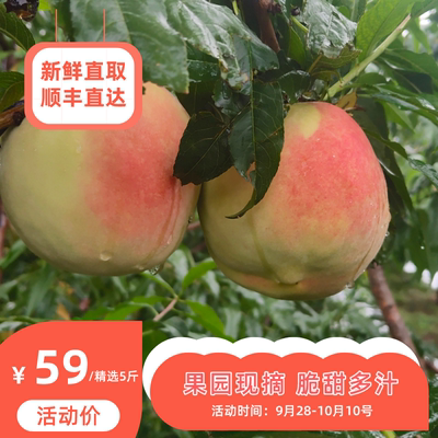 雪桃苗南北方地栽种植桃树果苗盆栽嫁接甜脆晚熟活苗当年结果