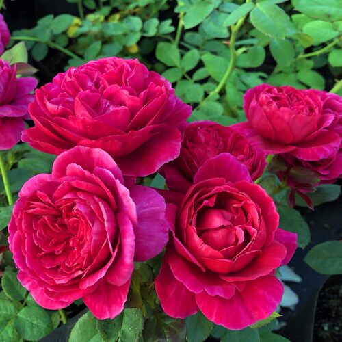 伊芙 酒窖 月季花苗 大花浓香灌木切花勤花月季 阳台庭院盆栽