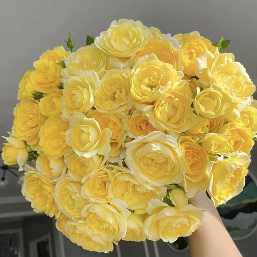 黄果汁 灌木月季花苗 (果汁阳台芽变) 抗病花量大复花快