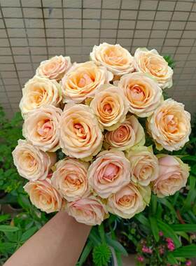 新品【迪威娜】 月季花苗多季阳台庭院栽植切花大花月季盆栽勤花