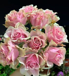 桃花源 迪瑞特玫瑰月季花苗复古粉色栽植庭院阳台盆栽耐热花卉